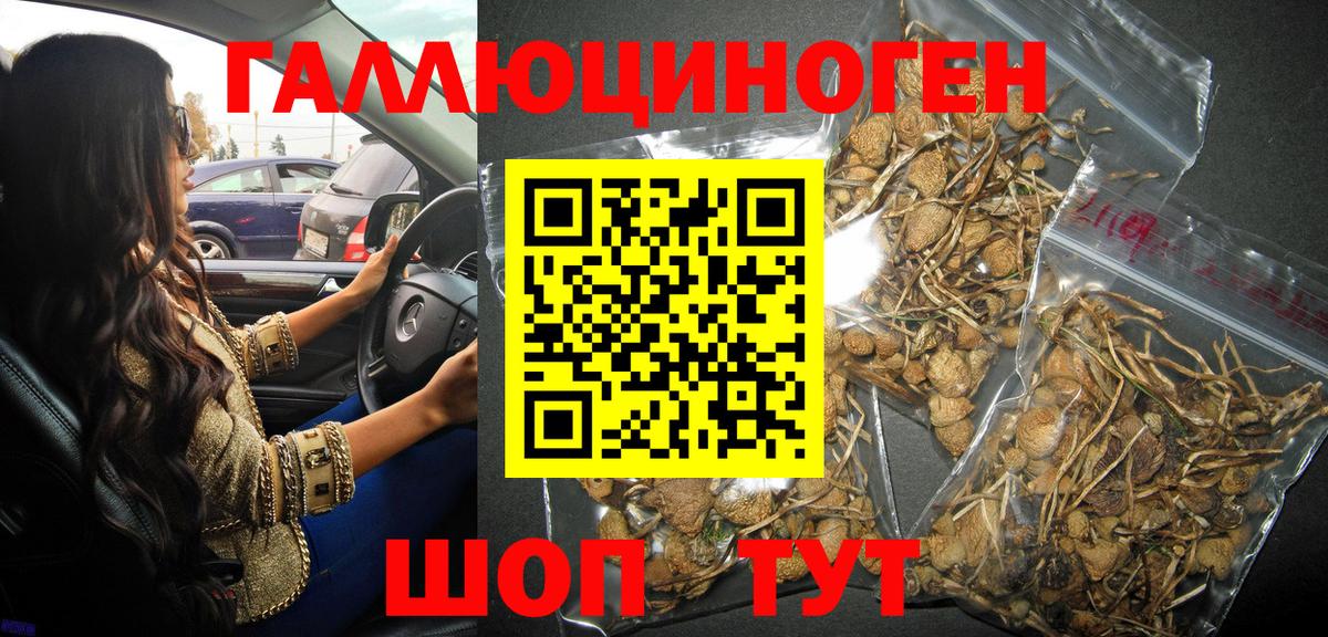 Заволжье  Псилоцибиновые грибы мицелий  Псилоцибиновые грибы Psilocybe  Вход с VPN 